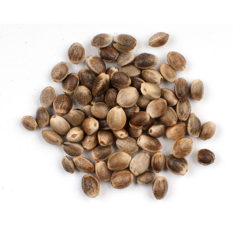 Cannabis seeds